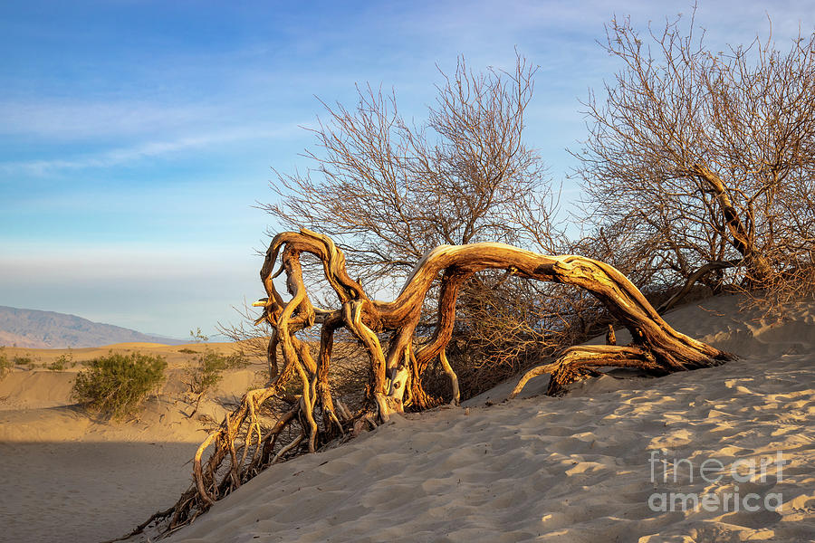Twisted Bark at Sunrise Photograph by Cindy Shebley Twisted Bark at Sunrise Photograph by Cindy Shebley