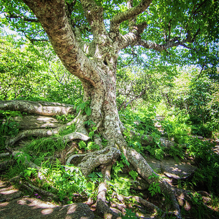 Twisted Birch Tree - Craggy Gardens Trail Photograph