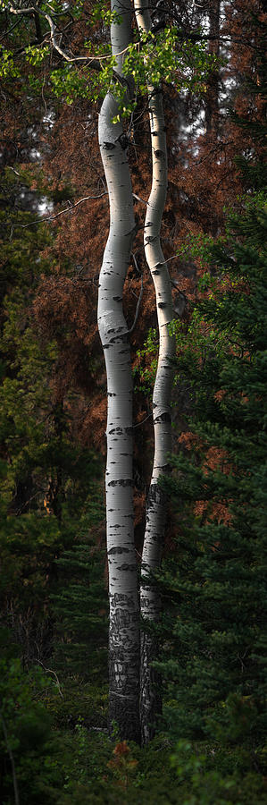 Twisted Birch Trees 2 Photograph by Matt Hammerstein