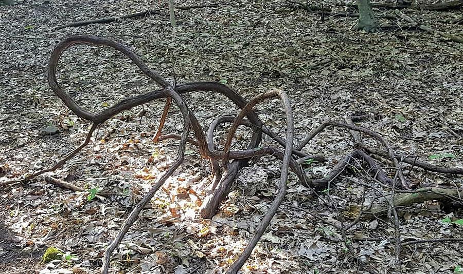 Twisted Branch Photograph by Michele Malerba - Fine Art America