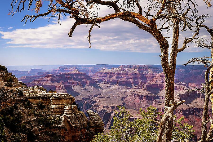 Twisted Branches and Grand Views - The Grand Canyon Photograph by Brigitte Blanchette Thompson Twisted Branches and Grand Views - The Grand Canyon Photograph by Brigitte Blanchette Thompson