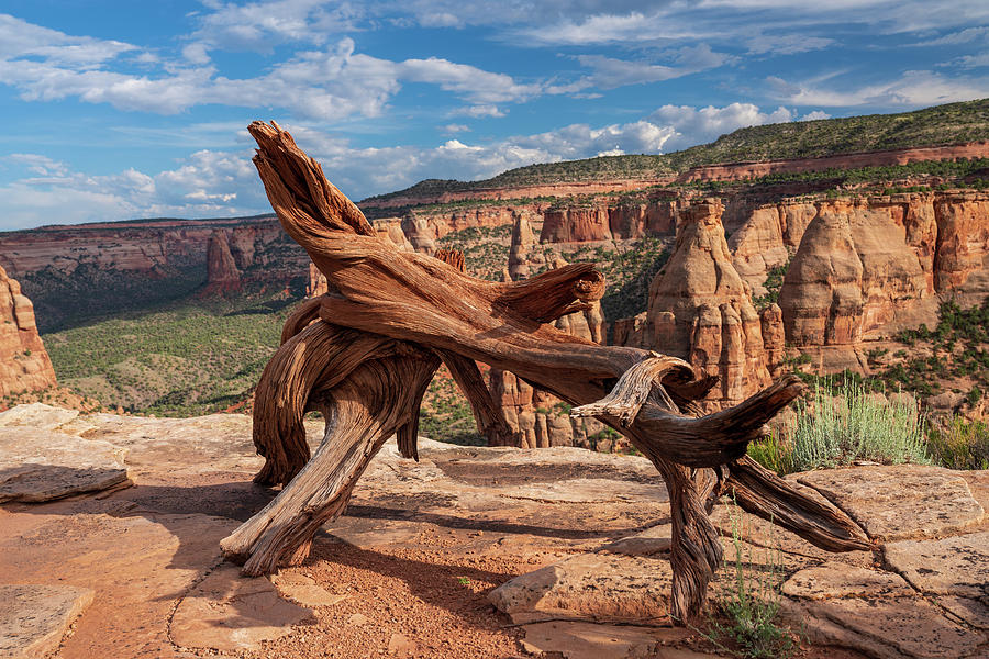 Twisted Dead treee on top of a mesa in Colorado National Monumen by Kyle Lee Twisted Dead treee on top of a mesa in Colorado National Monumen by Kyle Lee