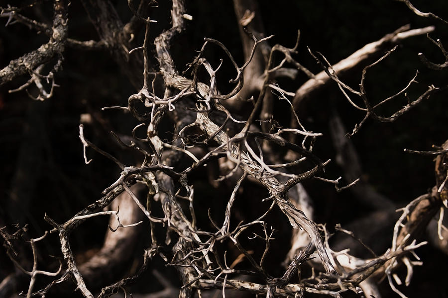 Twisted Dry Tree Branches by Yulia Kazansky Twisted Dry Tree Branches by Yulia Kazansky