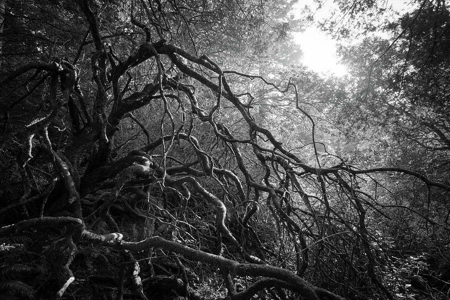 Twisted enchanted tree limbs Photograph by Mike Fusaro
