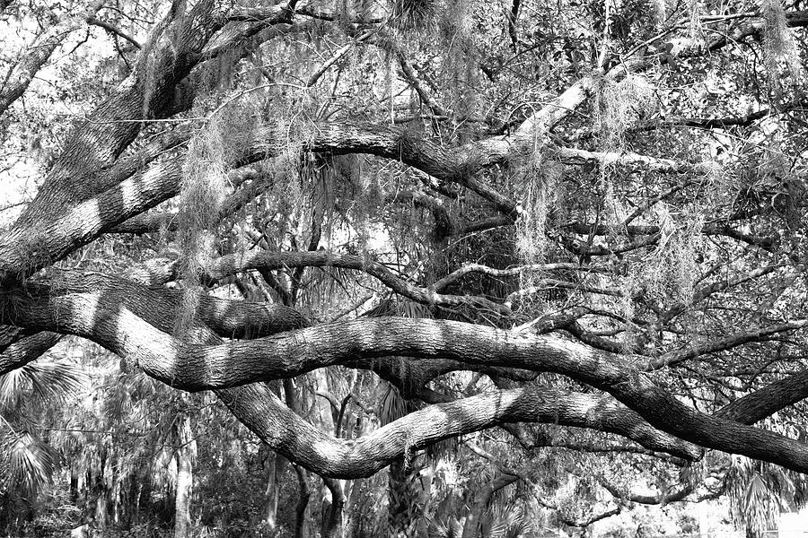 Twisted Florida Oak Photograph by Robert Wilder Jr