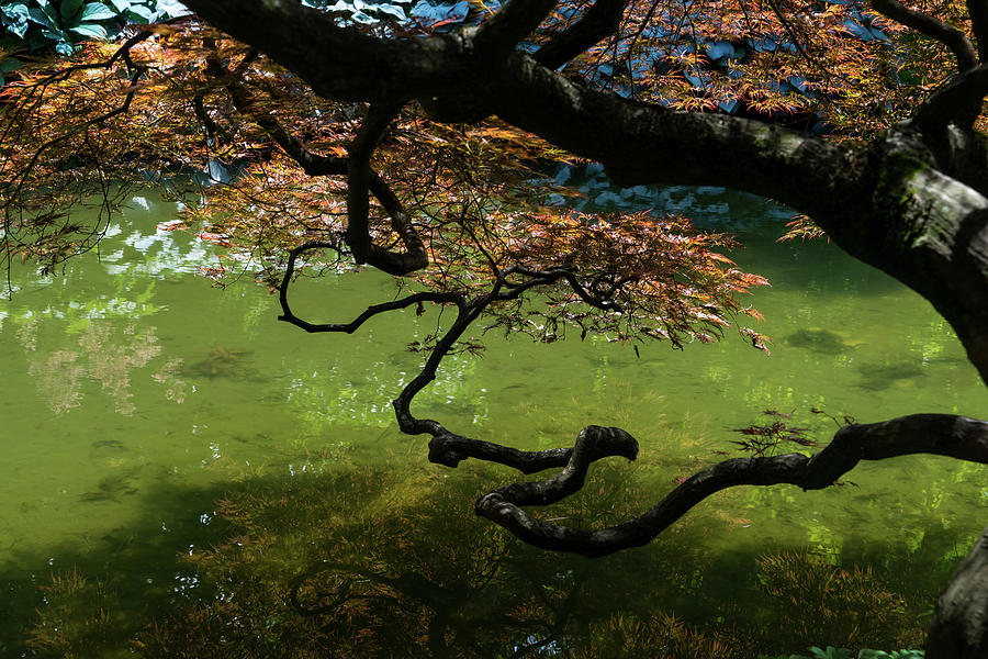 Twisted - Graceful Japanese Maple Branches Overwater Photograph by Georgia Mizuleva