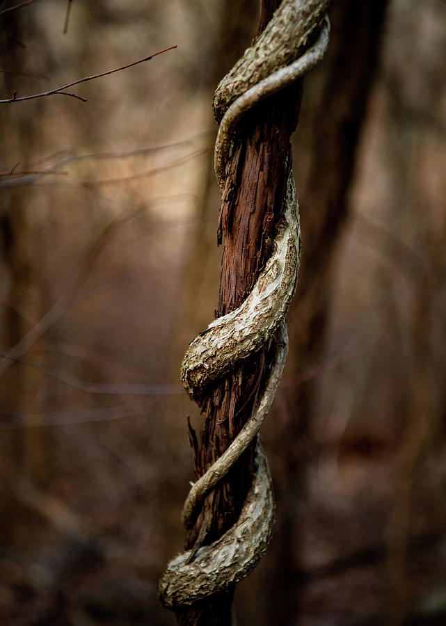 Twisted Growth Photograph by Rose Guinther