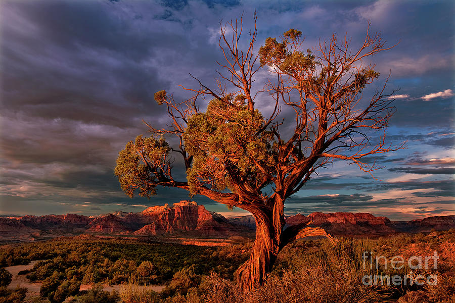 Twisted Juniper Back Of Zion From Hurricane Utah Photograph by Dave Welling