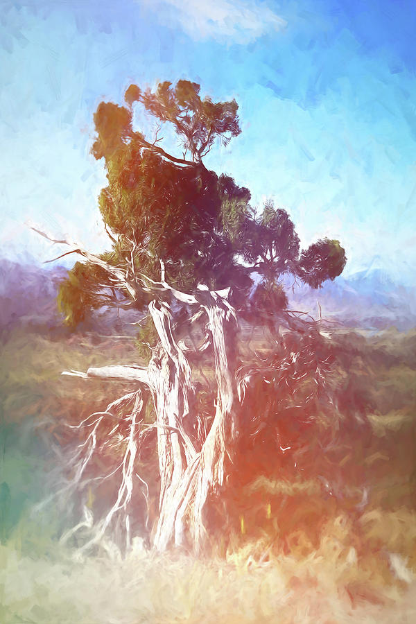 Twisted Juniper Painted  Digital Art by Cathy Anderson