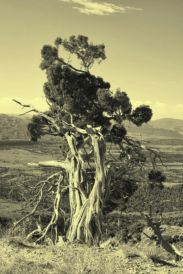 Twisted Juniper Pine Wyoming Photograph by Cathy Anderson