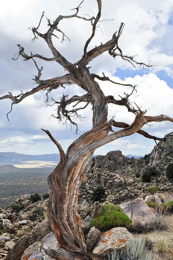 Twisted Mojave Tree Photograph by Kyle Hanson