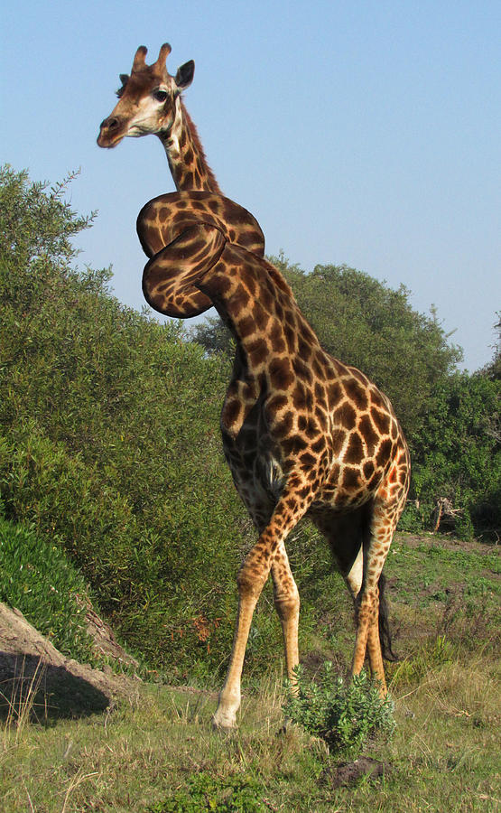Twisted Neck Giraffe Surreal Digital Art