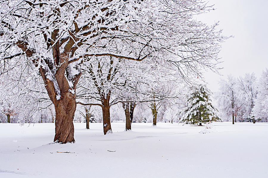Twisted Oak in Winter Photograph by Jill Love