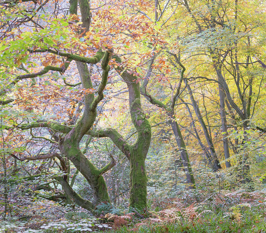Twisted Oak Tree and Autumn colours in an English woodland Photograph by Anita Nicholson