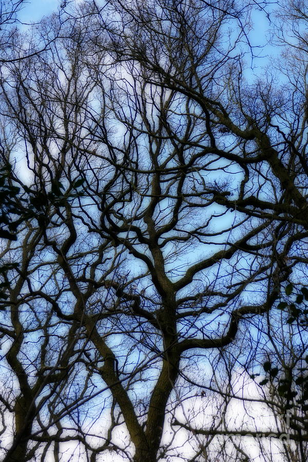 Dreamy Oaks In Early Spring Photograph