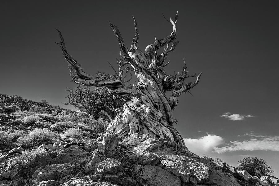 Tree Photograph - Twisted by Peter Tellone