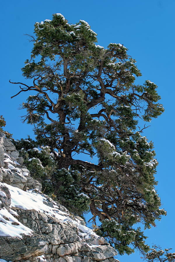Twisted Pine Photograph by Anthony Jones