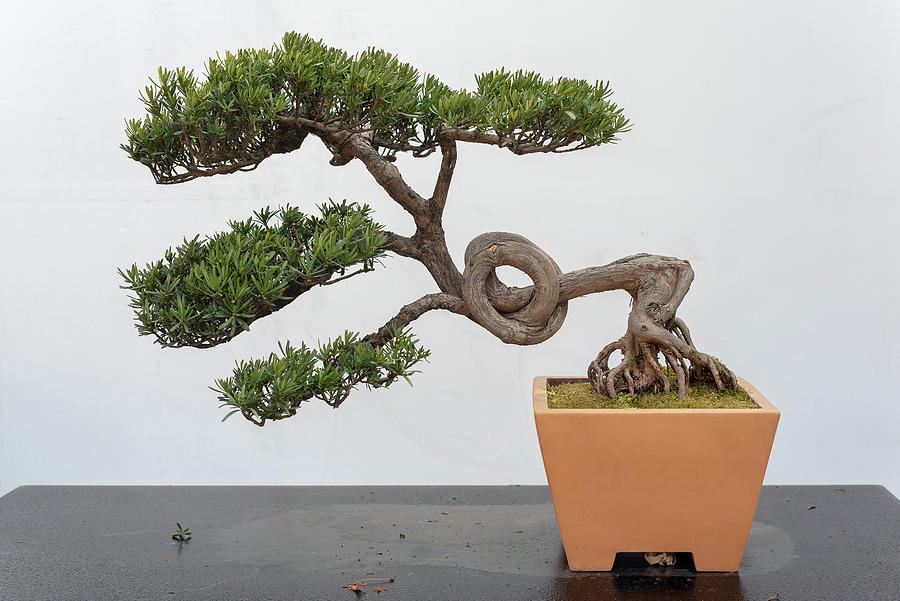 Twisted pine bonsai tree on a wooden table against white wall Photograph by Philippe Lejeanvre