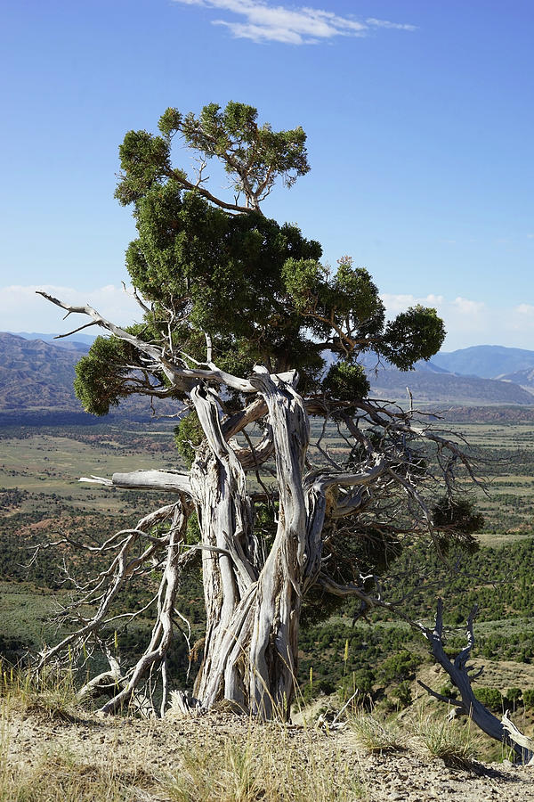 .Twisted Pine Flaming Gorge Photograph by Cathy Anderson