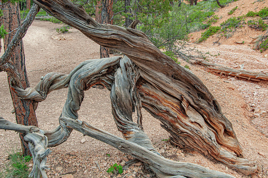 Twisted Pine Photograph