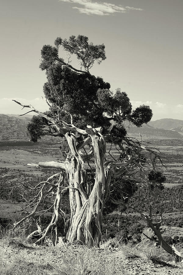Twisted pine Wyoming Photograph by Cathy Anderson