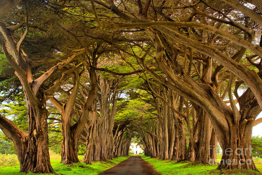 Twisted Point Reyes Cypress Tunnel Photograph by Adam Jewell