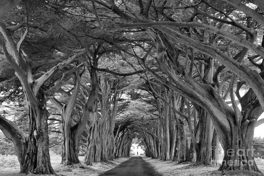 Twisted Point Reyes Cypress Tunnel Black And White Photograph by Adam Jewell
