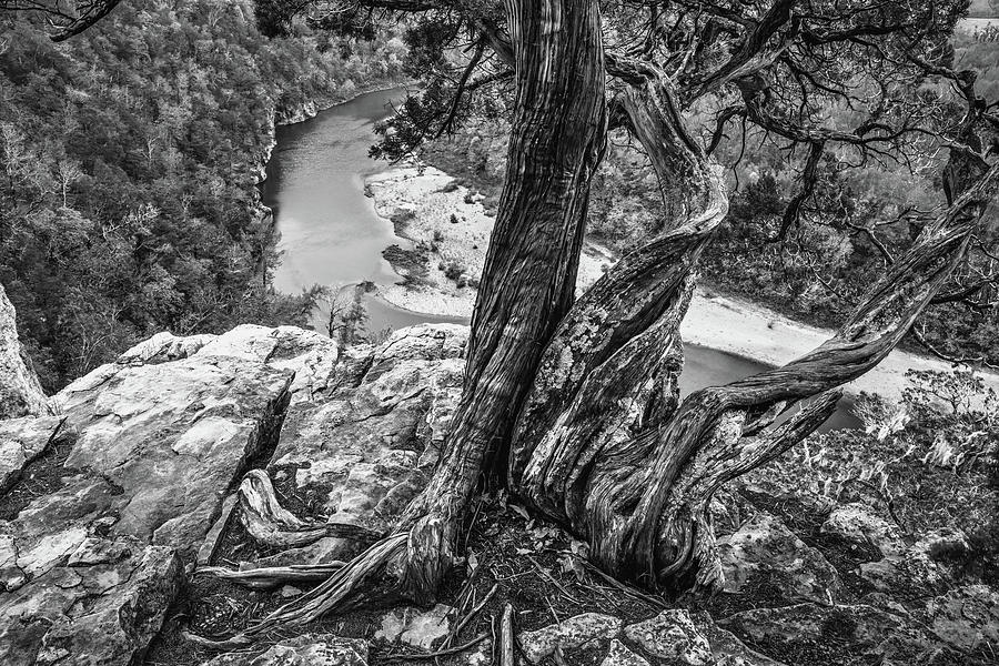 Twisted Roots Over The Buffalo National River - Black and White Photograph by Gregory Ballos