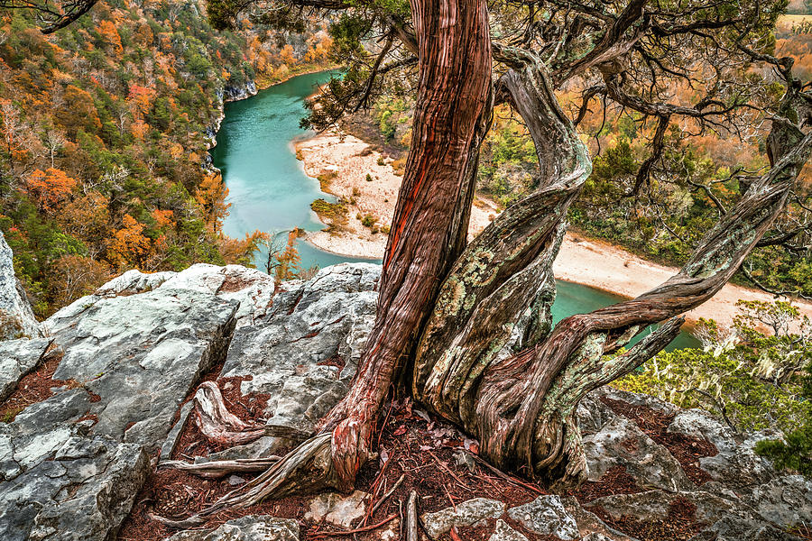 Twisted Roots Over The Buffalo National River Photograph by Gregory Ballos
