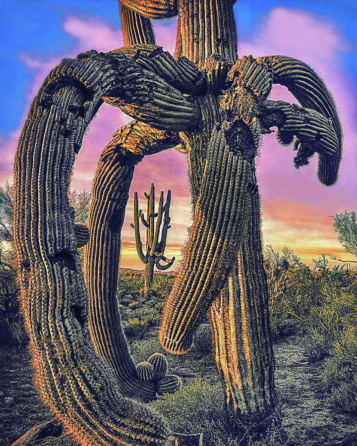 TWISTED SAGUARO, Arizona Photograph by Don Schimmel