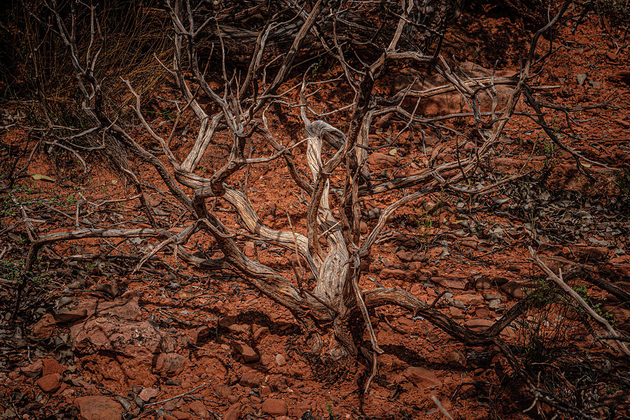 Twisted Sedona Trees Photograph by Linda Unger