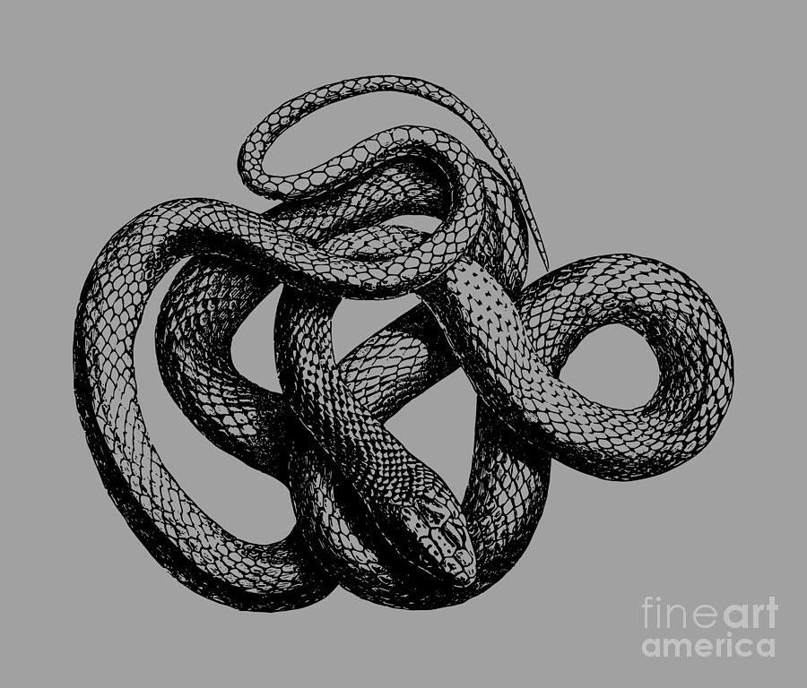Twisted snake Drawing by Arkitekta Art Fine Art America