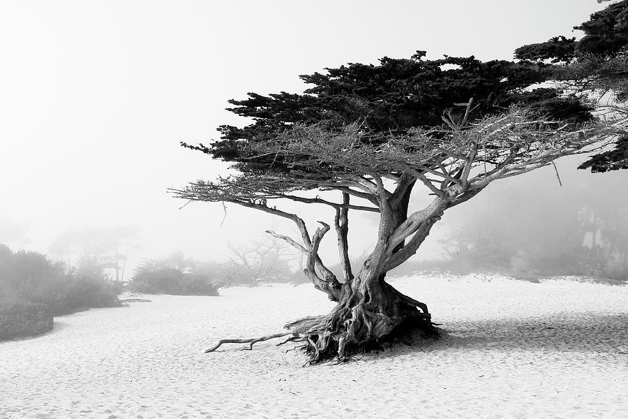 Twisted tree at Carmel-by-the-Sea Photograph by Eyes Of CC