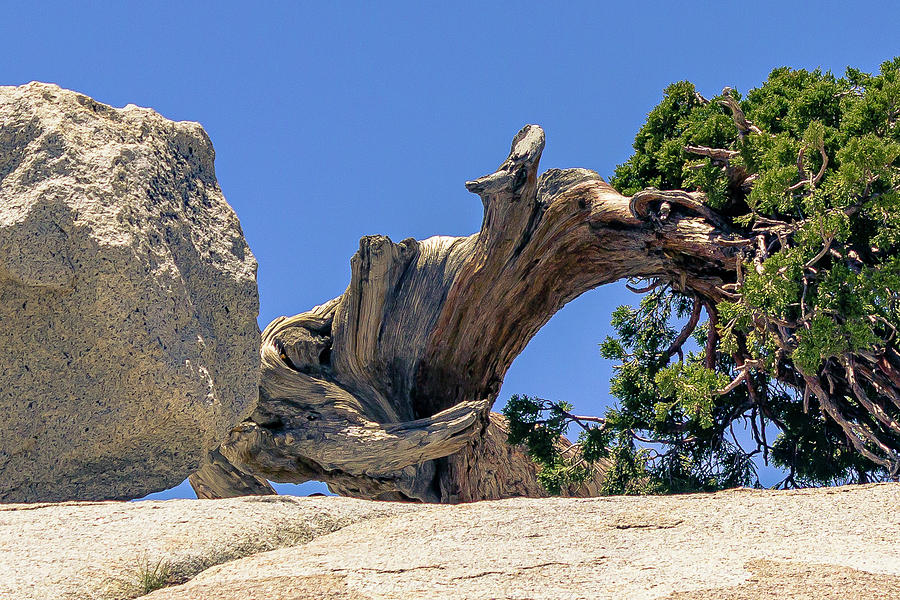Twisted Tree Boulder Photograph by David Fountain