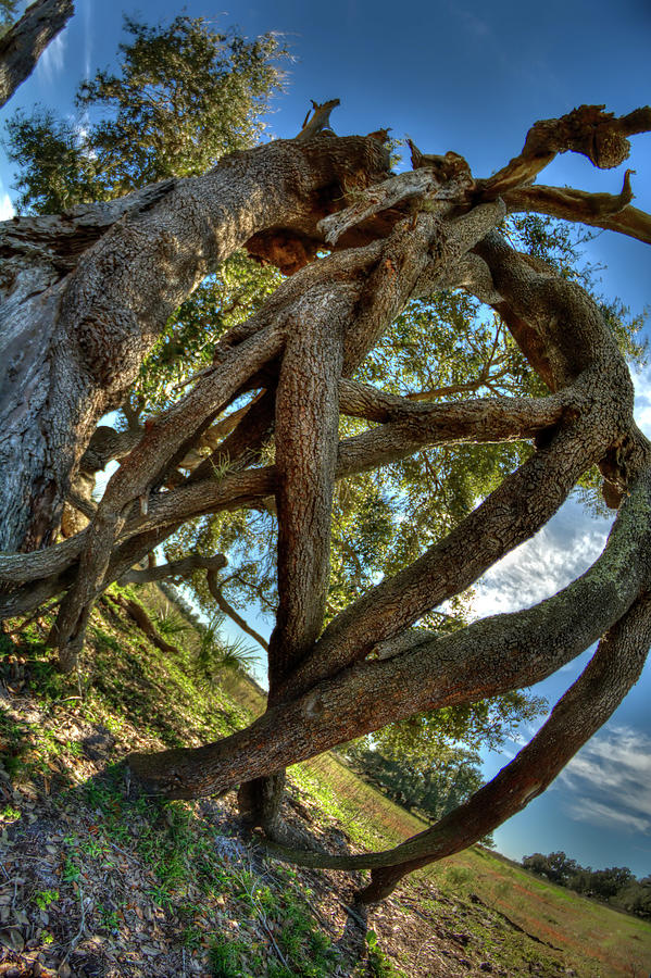 Twisted Tree Photograph by Carolyn Hutchins