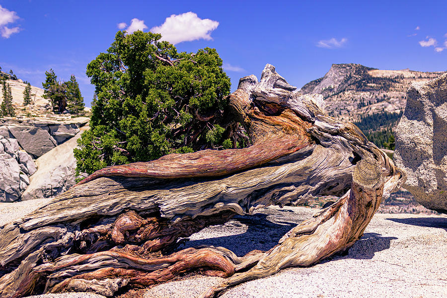 Twisted Tree Close Photograph by David Fountain