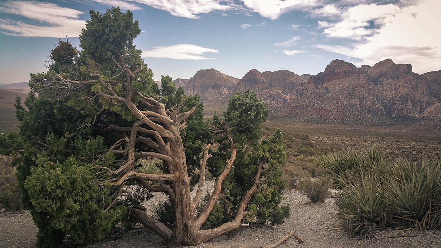 Twisted Tree, Desert and Mountains Photograph by Jay De Winne