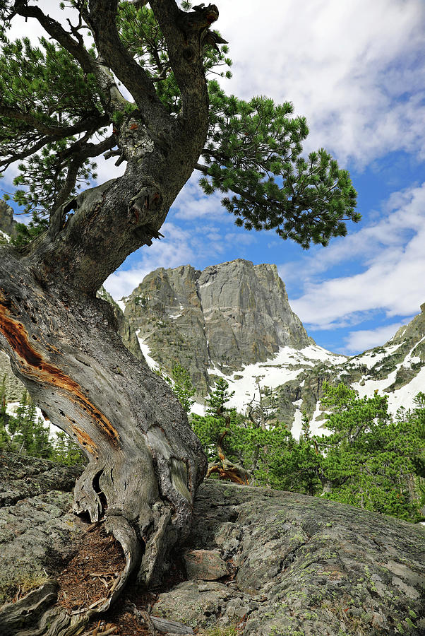 Twisted Tree Hallett Peak Photograph by Dan Sproul