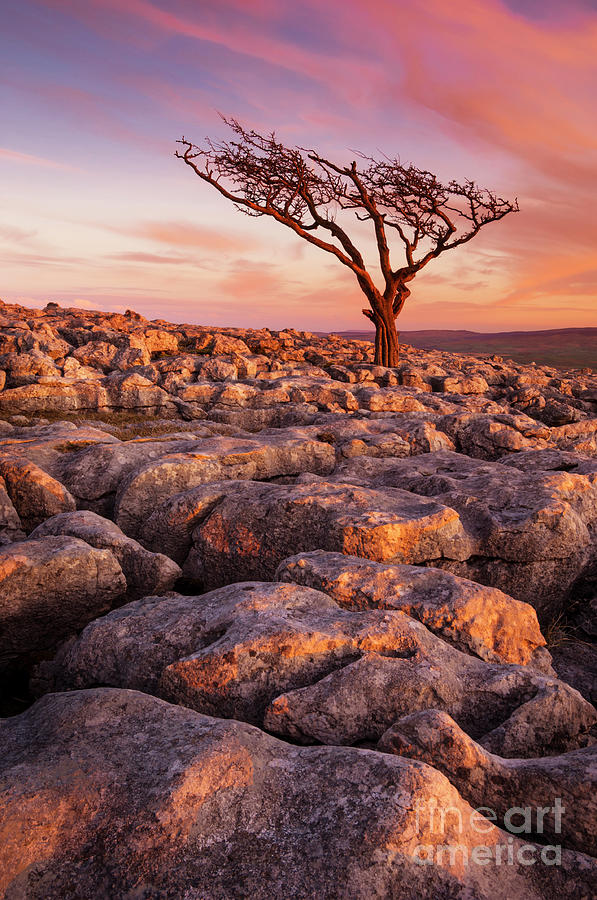 Twisted tree in Limestone pavement at Twistleton Scar,  Ingleton, Yorkshire Dales National Park,UK Photograph by Neale And Judith Clark