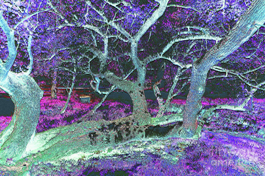 Twisted Tree in Purple Field Photograph by Bentley Davis