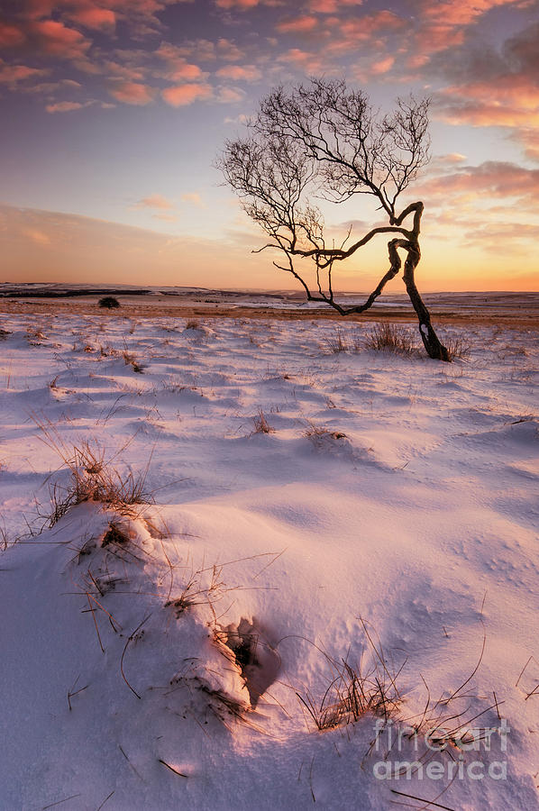 Twisted tree in the snow at sunset, Peak District National Park, Derbyshire, England Photograph by Neale And Judith Clark