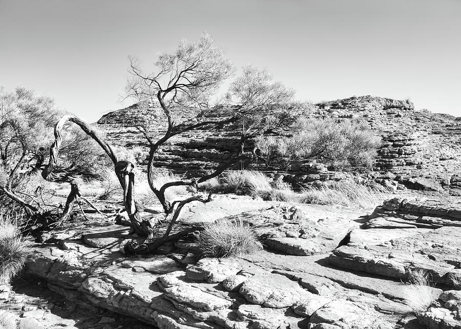 Twisted Tree - Kings Canyon BW Photograph by Lexa Harpell