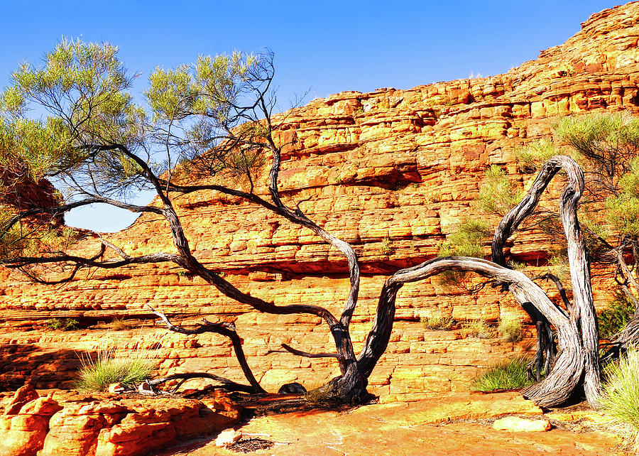 Twisted Tree - Kings Canyon, Northern Territory, Australia Photograph by Lexa Harpell