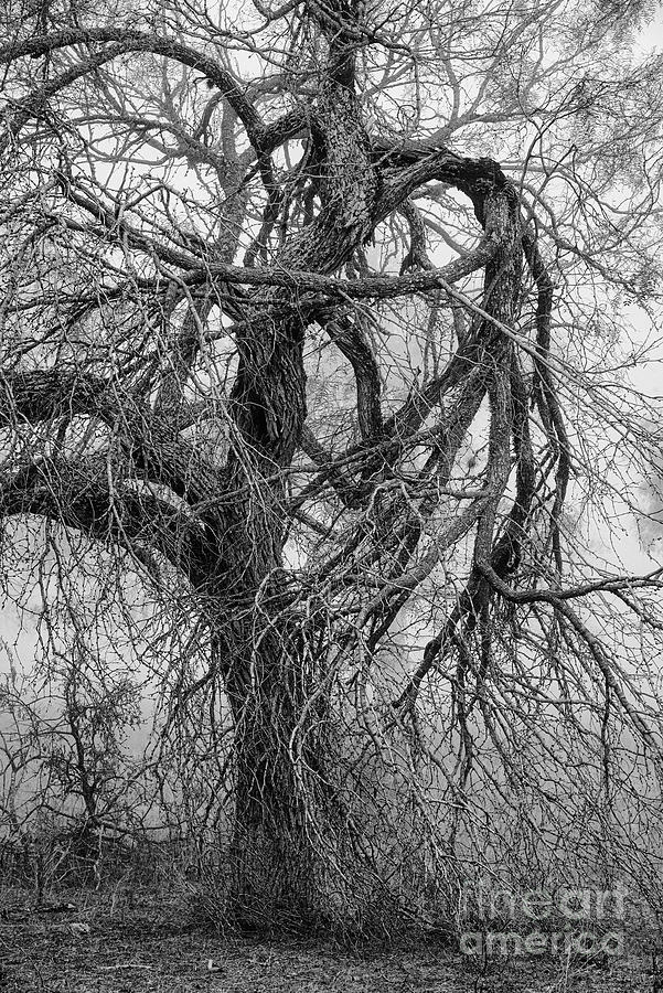 Twisted Tree Limbs on a Foggy Morning 2 Photograph by Bob Phillips