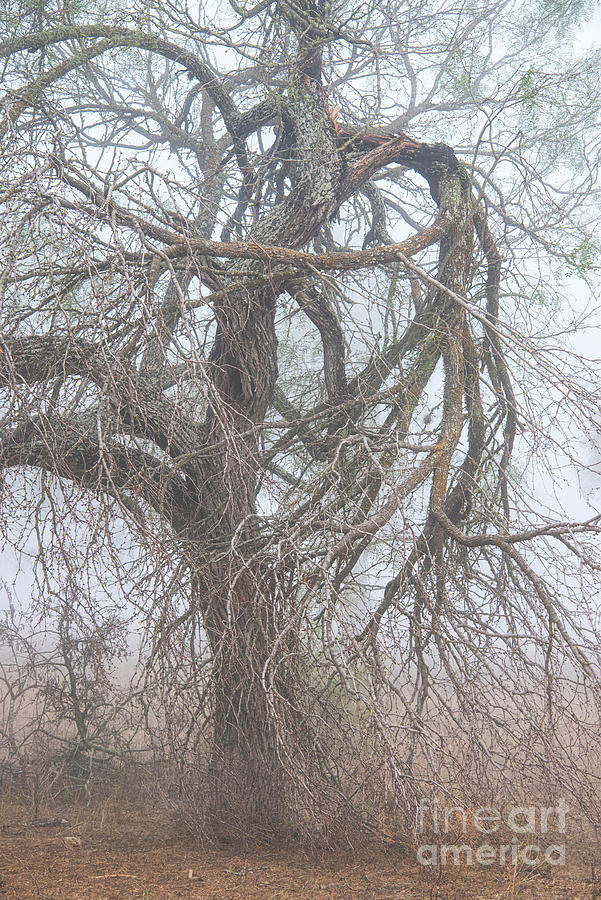 Twisted Tree Limbs on a Foggy Morning Photograph by Bob Phillips