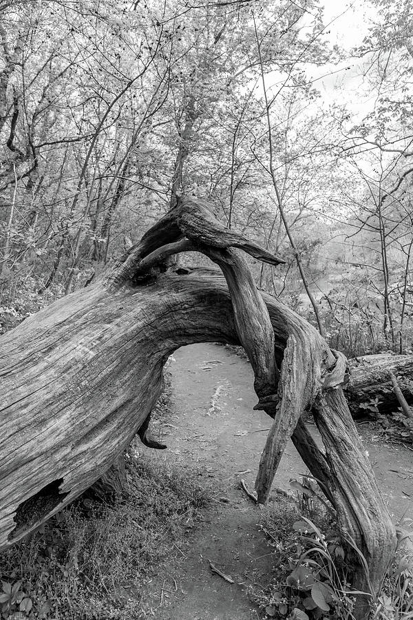 Twisted Tree Photograph by Liz Albro