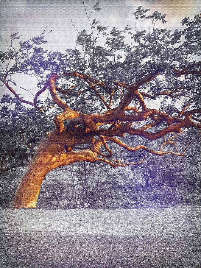 Twisted Tree Digital Art by Pheasant Run Gallery