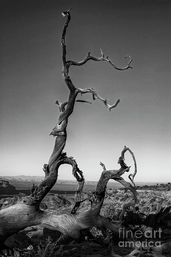 Twisted Tree on Hunts Mesa 2 Photograph by Bob Phillips