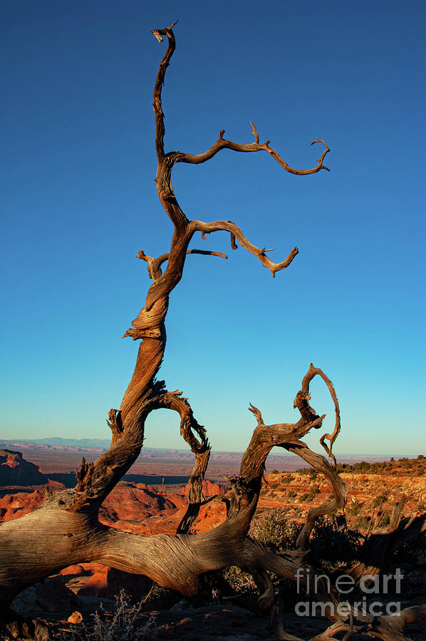 Twisted Tree on Hunts Mesa Photograph by Bob Phillips