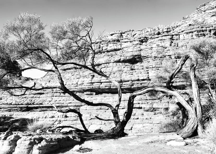 Twisted Tree on Kings Canyon BW Photograph by Lexa Harpell
